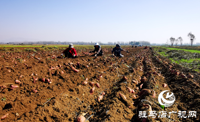泌陽縣郭集鎮：萬畝紅薯喜獲豐收